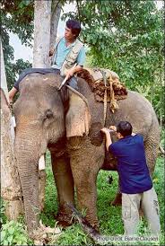 The Asian Elephant: Training & Control