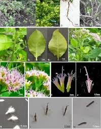 Image result for Pluchea