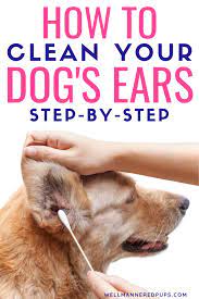 How To Clean Your Dog S Ears Cleaning Dogs Ears Dog Ear Dog Advice