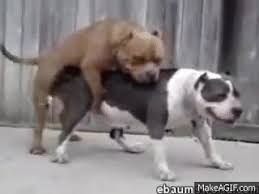 How to make a dog have sex | XXX Porn Library