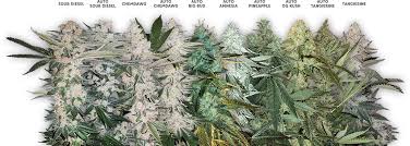 Greenman's seedbank update (has ratings for some seedbanks and a list of banks to stay away from). Bulk Seeds Cannabis Seed Bank