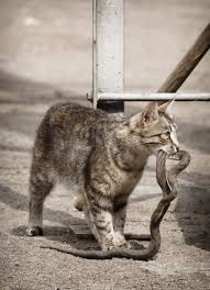King cobra, ular kobra vs kucing, perlawanan tangan kosong,luwak dan harimau ikut serta. Kucing Vs Ular Cobra Kucing Lucu