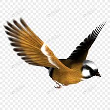 Download now burung yang terbang tidak pernah bertabrakan apa rahasianya. 700 Gambar Burung Png Paling Keren Gambar Id