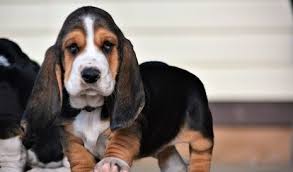 Find the perfect basset hound puppy for sale in ohio, oh at puppyfind.com. Socialised Basset Hound Puppies Malefemale Hamilton For Sale Indianapolis Pets Dogs
