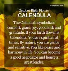 October Birth Flower Calendula Birth Flowers Birth Month Flowers Flower Meanings