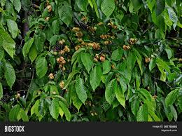 Elm, genus of about 35 species of forest and ornamental shade trees, native primarily to north temperate areas. Karagach Elm Tree Image Photo Free Trial Bigstock
