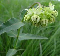 Asclepias Meadii Asclepias Plants Variegated Plants