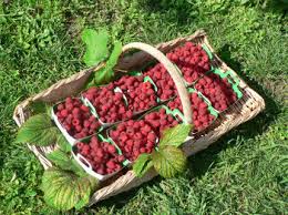 Exemple Lettre De Motivation Cueilleur Cueilleuse De Fruits