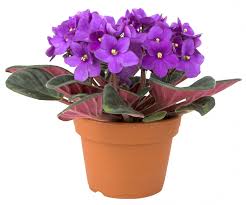 Send the freshest flowers with canada florist.ca for any occasion: A List Of Edible Flowers