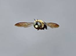 How are bee swarms collected? Carpenter Bees Are All Buzz And No Bite The Virginian Pilot