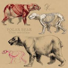 Polar Bear Anatomy By Oxpecker Polar Bear Art Polar Bear Drawing Bear Sketch