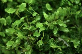 Image result for Hymenophyllum splendidum