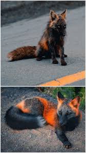 Maybe you would like to learn more about one of these? A Melanistic Fox One Of The Rarest Animals On The Planet And Stuff 9gag