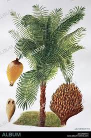 Image result for Usteria guineensis