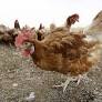 concerns of bird flu spread in canada H5N1 from globalnews.ca