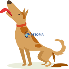 Kopeklerde Kanli Ishal Parvovirus Umraniye Veteriner