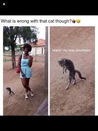 20 Lustige Kitty Cat Memes Zu Suss Zu Vermissen Meme 20 Lustige Kitty Cat Memes Zu Suss Zu Vermissen Tierwitze Lustige Bilder Von Tieren Und Lustig Humor