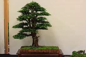 Yew bonsai techniques part 1, part 2, part 3 by. Yew Trees As Bonsai Swindon District Bonsai