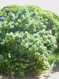 Image result for Thespesia populneoides