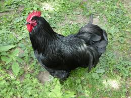 In the sunlight you will notice a very striking black and green sheen to their feathers. Australorp Chickens Everything You Need To Know