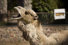 The owner of a camel in rajasthan state, india, had his head bitten off by the angry animal after it had been left tied up in the heat all day. Woman Bites Camel S Testicles At Louisiana Truckstop