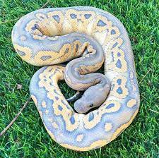 With sam jones iii, nelly, zoe saldana, dean winters. 81 Derpy Snikes Ideas Cute Snake Cute Reptiles Pet Snake