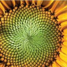 Translation Symmetry In Nature 8 Download Scientific Diagram