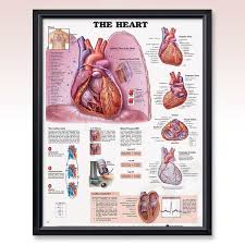 Cardio Heart Frame Jpg Human Heart Anatomy Heart Anatomy Medical