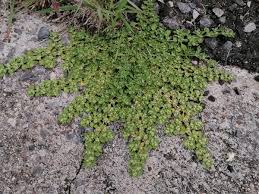 Image result for Guilleminea densa