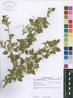 Image result for Hymenocardia ulmoides