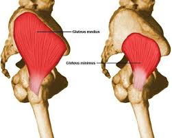 The gluteus maximus is one of the largest and strongest muscles in the body. Pain In The Butt Gluteus Medius And It S Role In Running Related Injuries Oregonlive Com