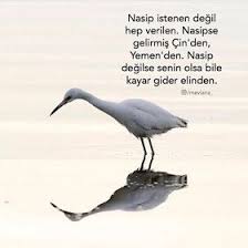 Mevlana Sozleri Mesajlarimvar Gunaydin Mesajlari Kus Sozleri Ozlu Sozler Rumi Sozleri