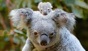 One of our most popular products, the kb200's sleek design and color. Australia Zoo Introduces Its First Baby Koala For The Season Australian Geographic