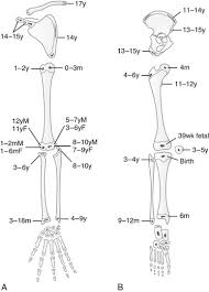 Embryology Anatomy And Normal Findings Radiology Key