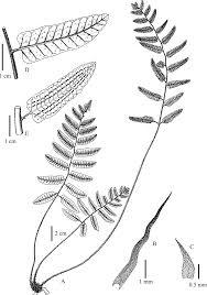 Image result for Ctenitis cirrhosa