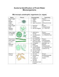 52 Rigorous Pond Microorganisms Identification Chart