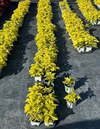 Image result for Coleus goetzenii