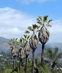 Image result for Washingtonia filifera