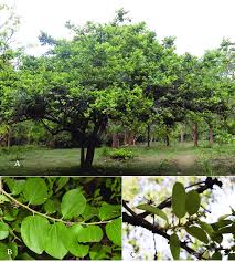 Image result for Bridelia