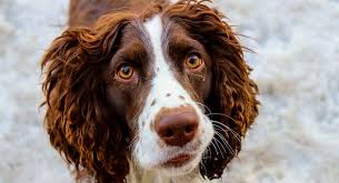 Currently we have three male and one liver and white female available. English Springer Spaniel Dog Breed Information Center