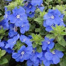 Berbagai informasi tentang gambar bunga kertas. Tanaman Bunga Blue Daze Evolvulus Shaggy Dwarf Morning Glory Bunga Biru Shopee Indonesia