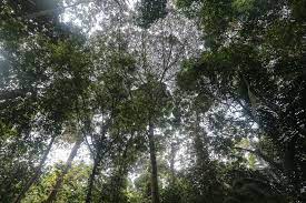 Try to visit this nature reserve in malaysia between 9:00am and 10:00am or 3:00pm and 4:00pm to witness the spectacle of orangutan feeding. The How And Why Behind Selangor S Plan To Degazette Kuala Langat North Forest Reserve Malaysia Malay Mail