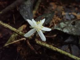 Image result for Caloncoba crepiniana