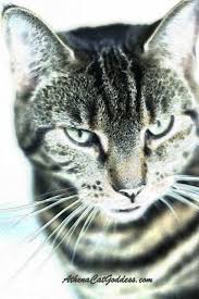 Athena Cat Goddess Wise Kitty Surreal Painting Effect Caturdayart Surrealism Painting Pet Blog Cats