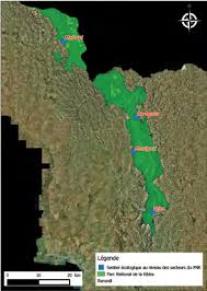 Image result for Raphidiocystis phyllocalyx