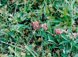 Image result for Alysicarpus zeyheri