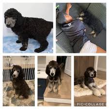 Schau dir angebote von ‪breeders‬ auf ebay an. Standard Poodle Breeders In Wisconsin At Oak Hill Farm