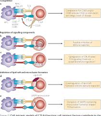 The reversed stimulation arrangement (i.e., l− r+) should result in higher creativity scores. The Reverse Stop Signal Model For Ctla4 Function Semantic Scholar