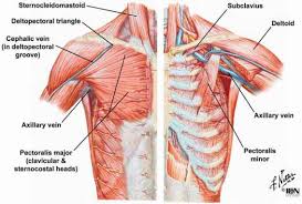 It encloses and protects the heart and lungs. Why Do Broken Ribs Not Lead To More Complications Medical Sciences Stack Exchange