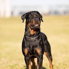 Rottweiler rescue organizations provide a valuable service to serve as an alternative to kennel for purebred rottweiler dog owners puppies, for a variety of reasons, must abandon his dog. Rotts N Pups Rescue Home Facebook